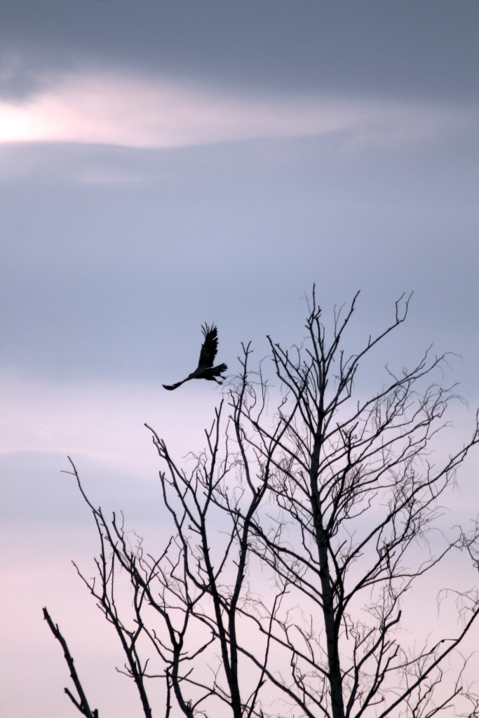 VWG vogelreis Oost Duitsland mei 2010 400